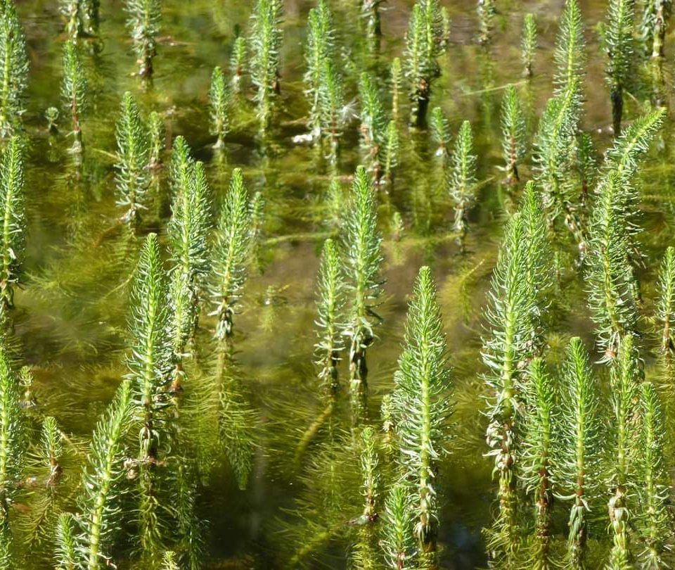 Plantas aquáticas
