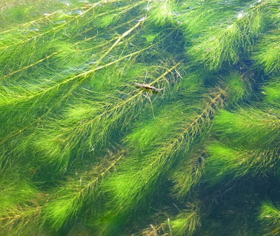 Plantas aquáticas