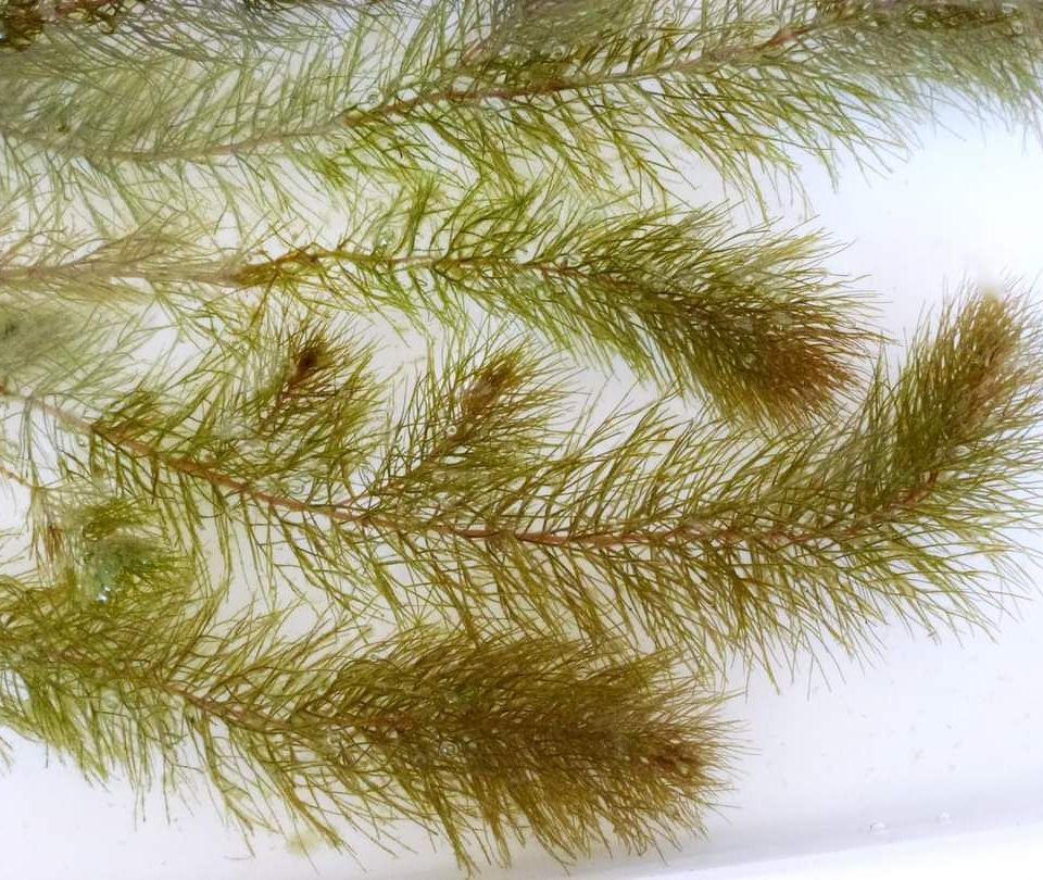 Plantas aquáticas