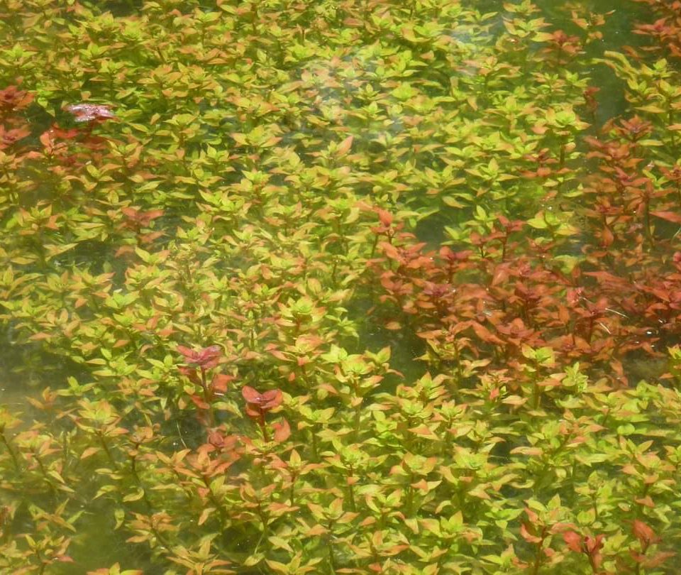 Plantas aquáticas