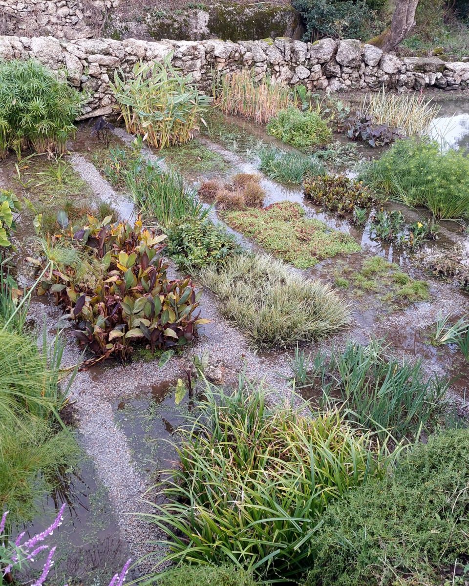 Plantas aquáticas