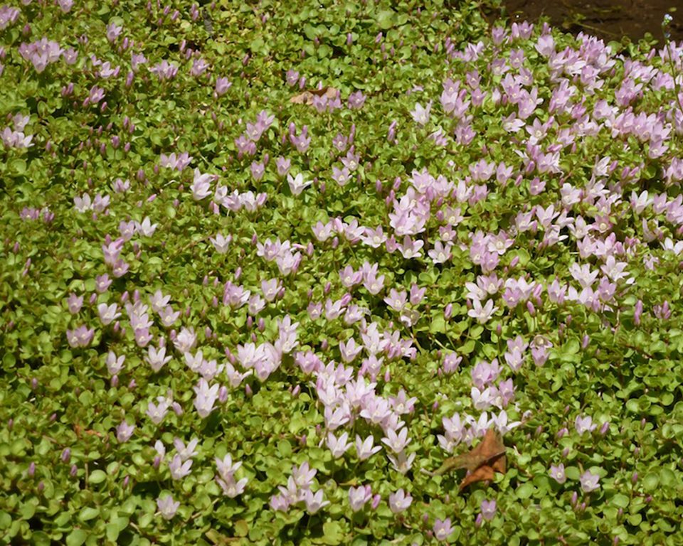 Plantas aquáticas