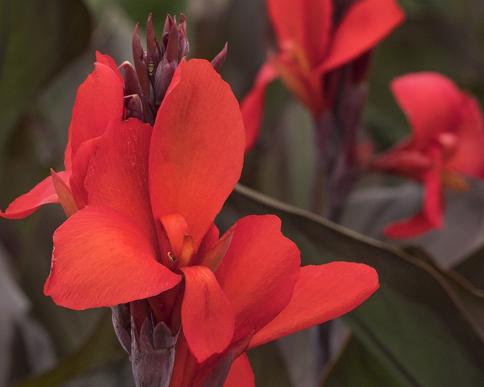 Plantas aquáticas