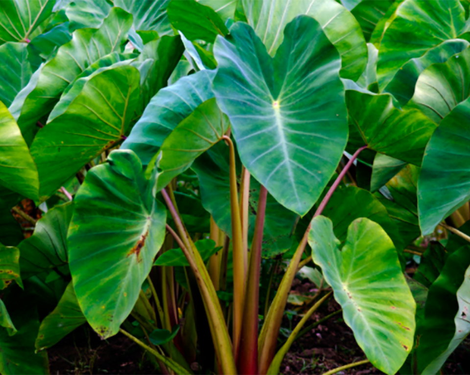 Plantas aquáticas