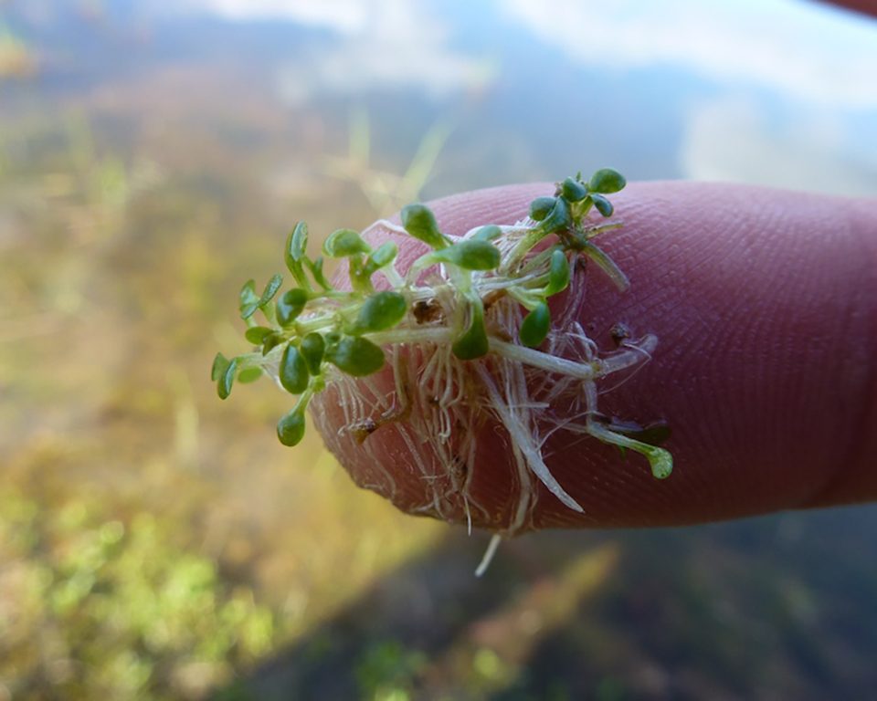 Plantas aquáticas