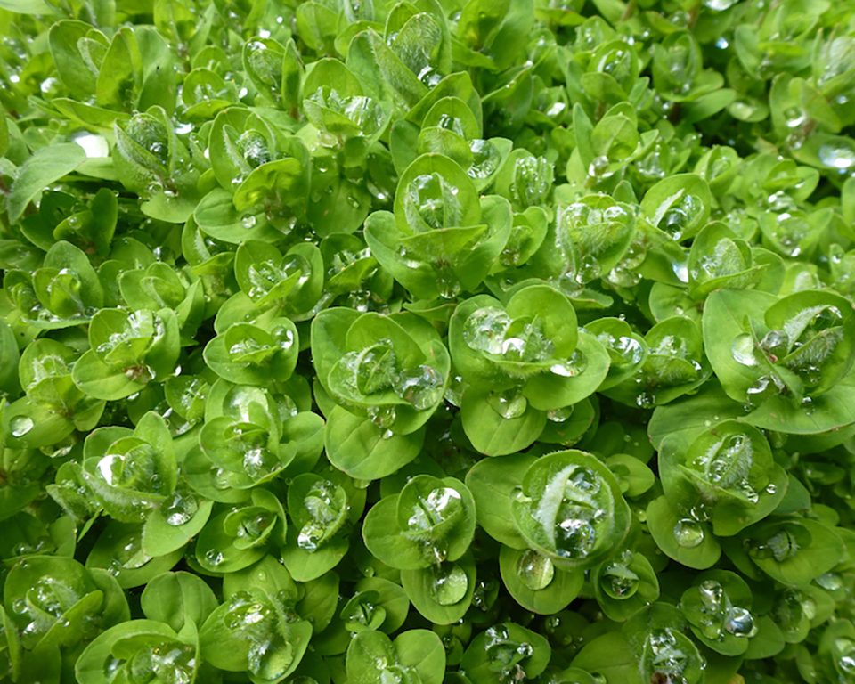 Plantas aquáticas