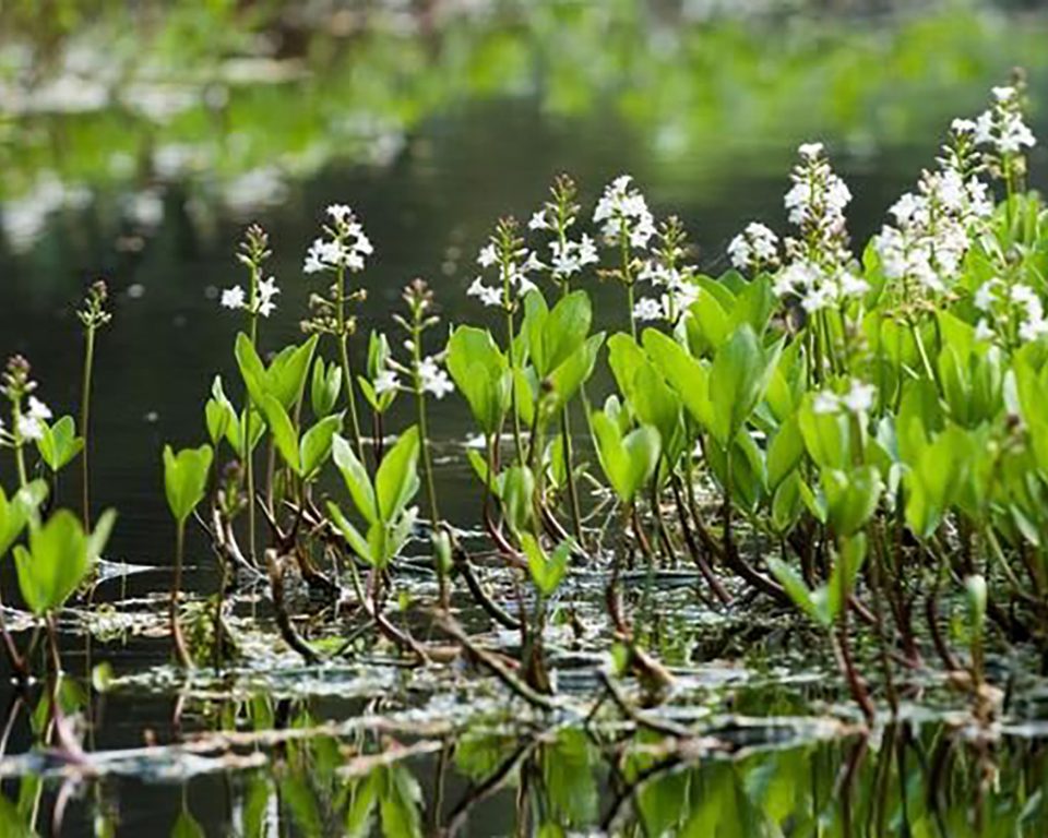 Plantas aquáticas