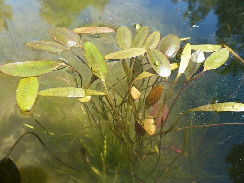 Plantas aquáticas