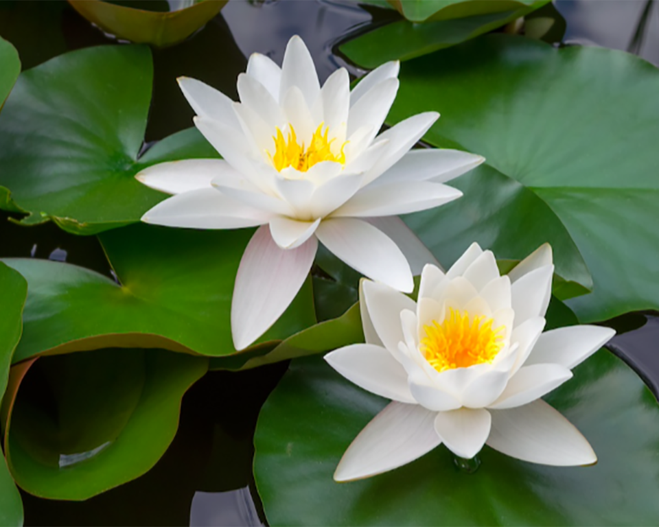 Plantas aquáticas