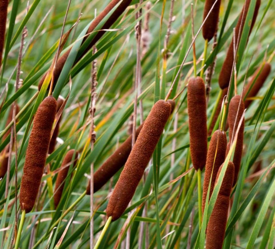 Plantas aquáticas